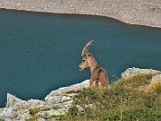 69 Stambecco sui dirupi sovrastanti il Lago del Diavolo